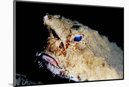 A Rare Longnose Walking Batfish (Ogcocephalus Corniger) That Usually Lives at Depths to 300M-Lisa Collins-Mounted Photographic Print