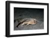 A Rare Longnose Walking Batfish (Ogcocephalus Corniger) That Usually Lives at Depths to 300M-Lisa Collins-Framed Photographic Print