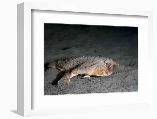 A Rare Longnose Walking Batfish (Ogcocephalus Corniger) That Usually Lives at Depths to 300M-Lisa Collins-Framed Photographic Print