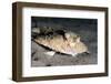 A Rare Longnose Walking Batfish (Ogcocephalus Corniger) That Usually Lives at Depths to 300M-Lisa Collins-Framed Photographic Print