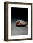 A Rare Longnose Walking Batfish (Ogcocephalus Corniger) That Usually Lives at Depths to 300M-Lisa Collins-Framed Photographic Print