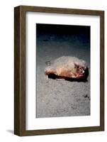 A Rare Longnose Walking Batfish (Ogcocephalus Corniger) That Usually Lives at Depths to 300M-Lisa Collins-Framed Photographic Print