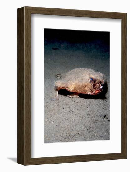 A Rare Longnose Walking Batfish (Ogcocephalus Corniger) That Usually Lives at Depths to 300M-Lisa Collins-Framed Photographic Print