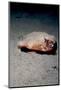 A Rare Longnose Walking Batfish (Ogcocephalus Corniger) That Usually Lives at Depths to 300M-Lisa Collins-Mounted Photographic Print