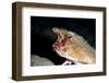 A Rare Longnose Walking Batfish (Ogcocephalus Corniger) That Usually Lives at Depths to 300M-Lisa Collins-Framed Photographic Print