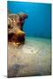 A Rare Maculated Flounder (Bothus Maculiferus), Dominica, West Indies, Caribbean, Central America-Lisa Collins-Mounted Photographic Print