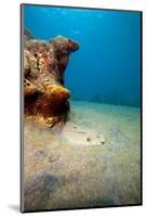 A Rare Maculated Flounder (Bothus Maculiferus), Dominica, West Indies, Caribbean, Central America-Lisa Collins-Mounted Photographic Print