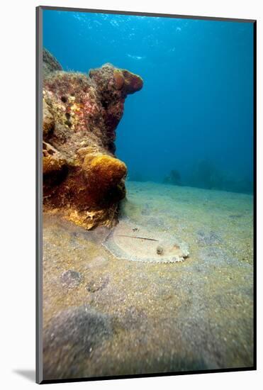 A Rare Maculated Flounder (Bothus Maculiferus), Dominica, West Indies, Caribbean, Central America-Lisa Collins-Mounted Photographic Print