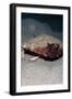 A Rare Rough Back Walking Batfish (Ogcocephalus Parvas) That Usually Lives at Depth to 300M-Lisa Collins-Framed Photographic Print