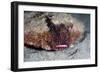 A Rare Rough Back Walking Batfish (Ogcocephalus Parvas) That Usually Lives at Depth to 300M-Lisa Collins-Framed Photographic Print