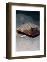 A Rare Rough Back Walking Batfish (Ogcocephalus Parvas) That Usually Lives at Depth to 300M-Lisa Collins-Framed Photographic Print