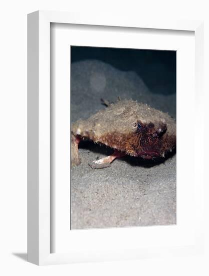 A Rare Rough Back Walking Batfish (Ogcocephalus Parvas) That Usually Lives at Depth to 300M-Lisa Collins-Framed Photographic Print