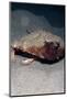 A Rare Rough Back Walking Batfish (Ogcocephalus Parvas) That Usually Lives at Depth to 300M-Lisa Collins-Mounted Photographic Print
