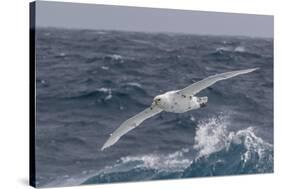 A Rare White Morph of the Southern Giant Petrel (Macronectes Giganteus), English Strait, Antarctica-Michael Nolan-Stretched Canvas