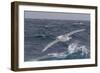 A Rare White Morph of the Southern Giant Petrel (Macronectes Giganteus), English Strait, Antarctica-Michael Nolan-Framed Photographic Print