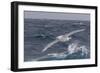 A Rare White Morph of the Southern Giant Petrel (Macronectes Giganteus), English Strait, Antarctica-Michael Nolan-Framed Photographic Print