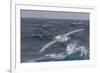 A Rare White Morph of the Southern Giant Petrel (Macronectes Giganteus), English Strait, Antarctica-Michael Nolan-Framed Photographic Print