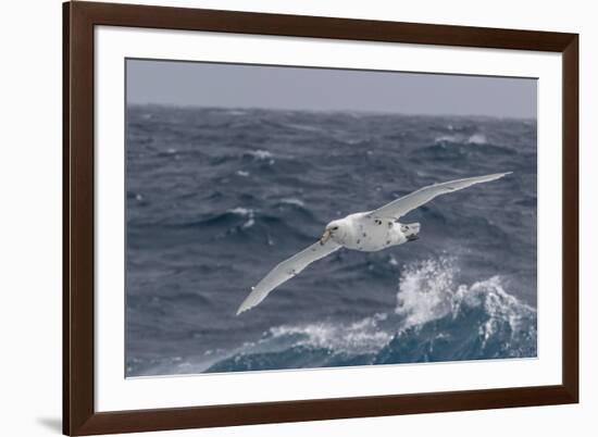 A Rare White Morph of the Southern Giant Petrel (Macronectes Giganteus), English Strait, Antarctica-Michael Nolan-Framed Photographic Print