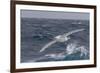 A Rare White Morph of the Southern Giant Petrel (Macronectes Giganteus), English Strait, Antarctica-Michael Nolan-Framed Photographic Print