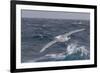 A Rare White Morph of the Southern Giant Petrel (Macronectes Giganteus), English Strait, Antarctica-Michael Nolan-Framed Photographic Print
