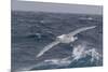 A Rare White Morph of the Southern Giant Petrel (Macronectes Giganteus), English Strait, Antarctica-Michael Nolan-Mounted Photographic Print