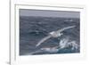 A Rare White Morph of the Southern Giant Petrel (Macronectes Giganteus), English Strait, Antarctica-Michael Nolan-Framed Photographic Print