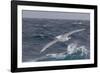 A Rare White Morph of the Southern Giant Petrel (Macronectes Giganteus), English Strait, Antarctica-Michael Nolan-Framed Photographic Print