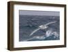 A Rare White Morph of the Southern Giant Petrel (Macronectes Giganteus), English Strait, Antarctica-Michael Nolan-Framed Photographic Print