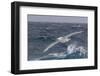 A Rare White Morph of the Southern Giant Petrel (Macronectes Giganteus), English Strait, Antarctica-Michael Nolan-Framed Photographic Print