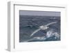 A Rare White Morph of the Southern Giant Petrel (Macronectes Giganteus), English Strait, Antarctica-Michael Nolan-Framed Photographic Print