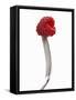 A Raspberry on a Fork-Marc O^ Finley-Framed Stretched Canvas