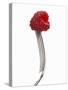 A Raspberry on a Fork-Marc O^ Finley-Stretched Canvas