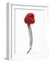 A Raspberry on a Fork-Marc O^ Finley-Framed Photographic Print