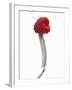 A Raspberry on a Fork-Marc O^ Finley-Framed Photographic Print