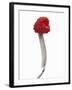 A Raspberry on a Fork-Marc O^ Finley-Framed Photographic Print