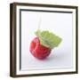 A Raspberry with Leaf (Close-Up)-Steven Wheeler-Framed Premium Photographic Print