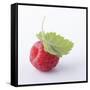 A Raspberry with Leaf (Close-Up)-Steven Wheeler-Framed Stretched Canvas