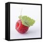 A Raspberry with Leaf (Close-Up)-Steven Wheeler-Framed Stretched Canvas