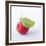 A Raspberry with Leaf (Close-Up)-Steven Wheeler-Framed Photographic Print