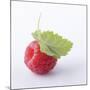 A Raspberry with Leaf (Close-Up)-Steven Wheeler-Mounted Photographic Print