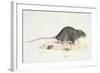 A Rat-Werner-Framed Premium Giclee Print