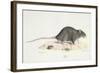 A Rat-Werner-Framed Premium Giclee Print