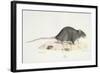 A Rat-Werner-Framed Premium Giclee Print