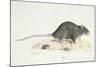 A Rat-Werner-Mounted Premium Giclee Print