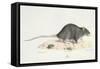 A Rat-Werner-Framed Stretched Canvas