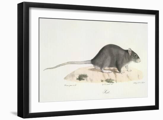 A Rat-Werner-Framed Giclee Print