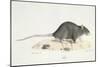 A Rat-Werner-Mounted Giclee Print