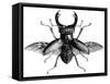 A Rather Handsome Stag Beetle Spreads its Wings-null-Framed Stretched Canvas