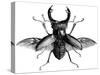 A Rather Handsome Stag Beetle Spreads its Wings-null-Stretched Canvas