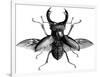 A Rather Handsome Stag Beetle Spreads its Wings-null-Framed Art Print